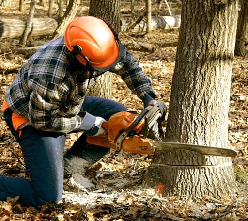 Tree Removal in Ashton, MD
